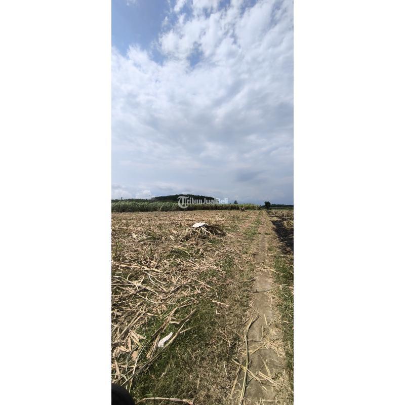 Dijual Tanah Datar Lumajang Legalitas SHM Ukuran 1 Hektar - Lumajang