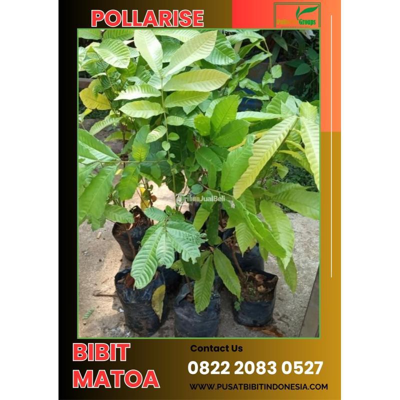Bibit Matoa Unggul Usia 3 sampai 6 Bulan - Blitar