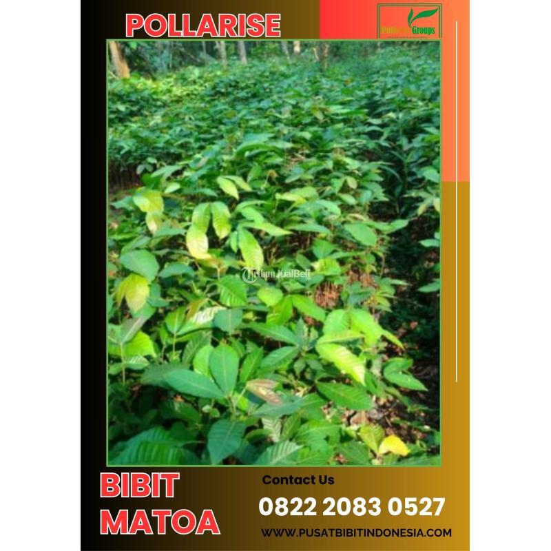 Bibit Matoa Unggul Usia 3 sampai 6 Bulan - Blitar