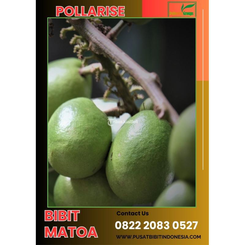 Bibit Matoa Unggul Usia 3 sampai 6 Bulan - Blitar