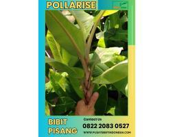  Jua Bibit Pisang Kepok Kalimantan - Bantul