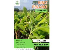 Jual Bibit Pisang Raja - Lamongan