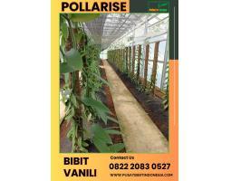 Tsel Pollarise  Sentral Bibit Vanili - Malang