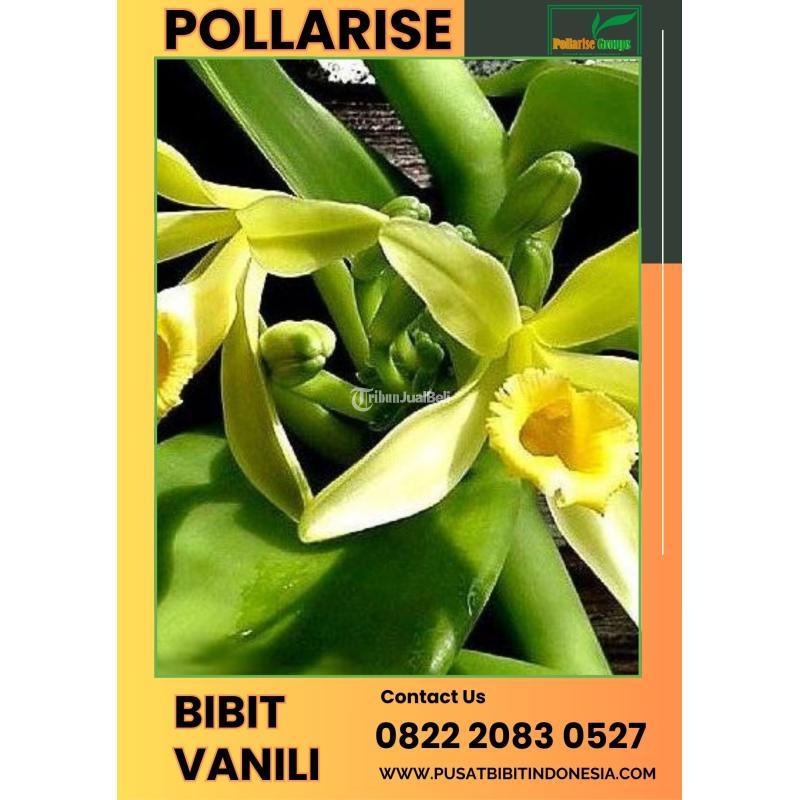 Tsel Pollarise Sentral Bibit Vanili - Malang