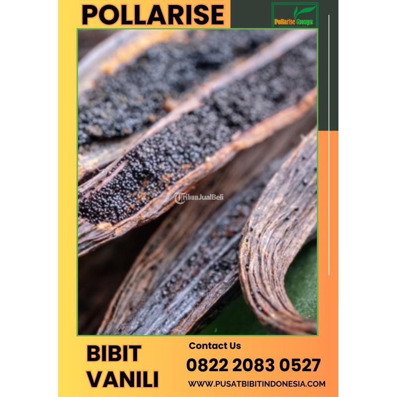 Tsel Pollarise Sentral Bibit Vanili - Malang