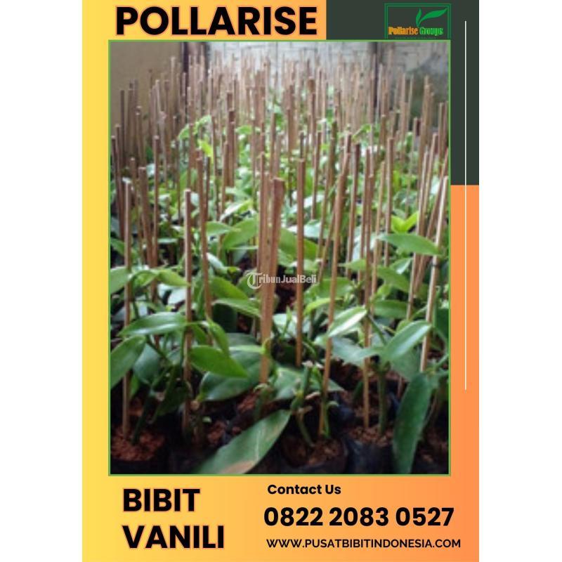 Tsel Pollarise Sentral Bibit Pohon Vanili - Kulon Progo