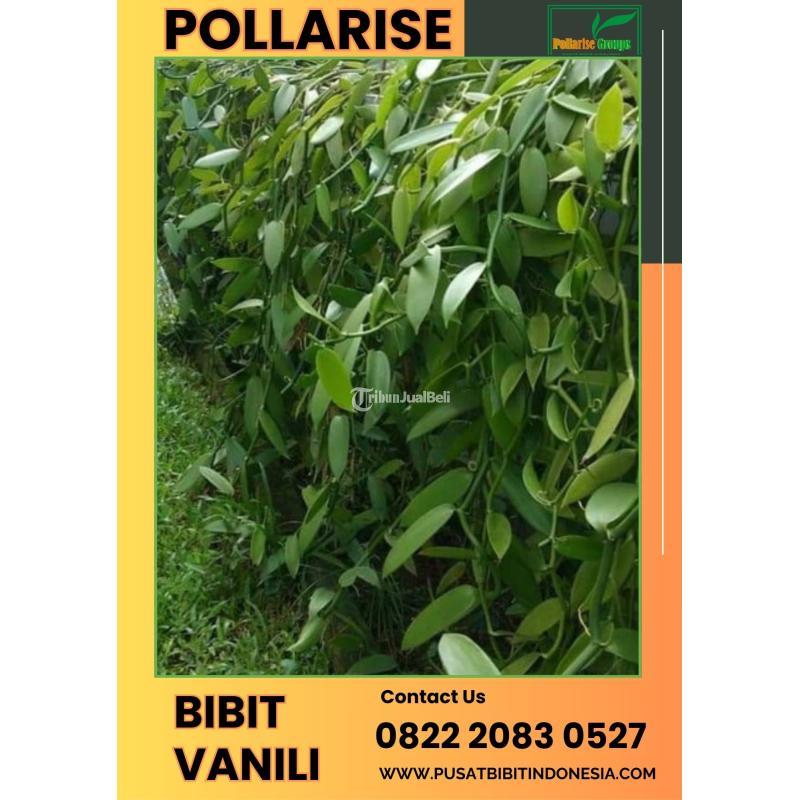Tsel Pollarise Sentral Bibit Vanili - Malang