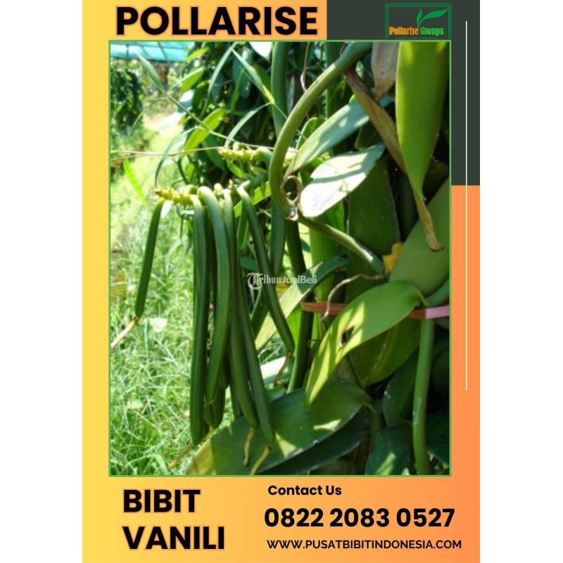 Tsel Pollarise Sentral Bibit Vanili - Malang