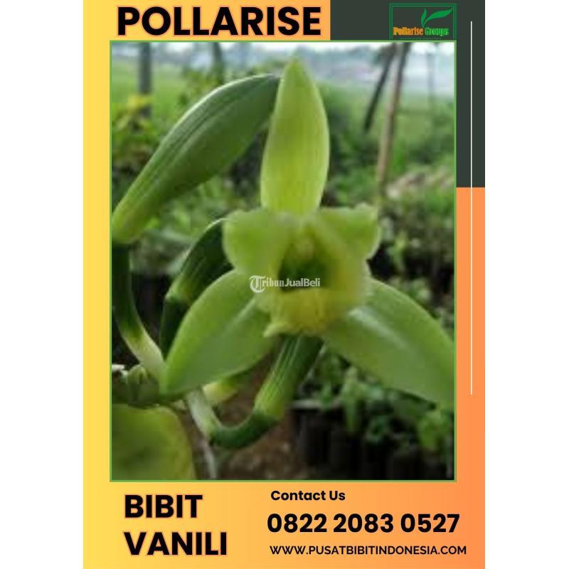 Tsel Pollarise Sentral Bibit Vanili - Malang