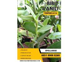 Jual Bibit Vanili - Bogor