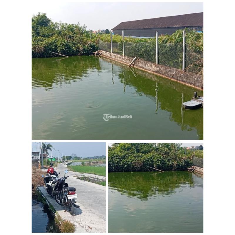 Dijual Tanah Kolam Ikan, Luas 2000m2, Shm, Siap Pakai, Akses Jalan Cor, Dekat Wisata Janti - Klaten