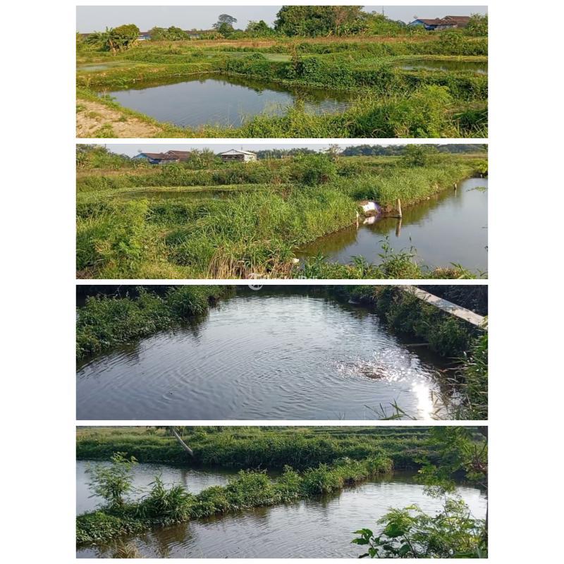 Dijual Tanah kolam ikan 3150m2 Janti Klaten 750 Juta - Klaten
