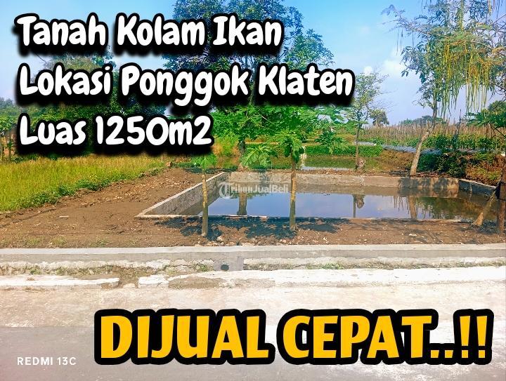 Dijual Tanah Kolam Ikan 1250m2 di Ponggok Klaten 550 Juta - Klaten