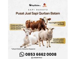 Sapi dan Kambing Batam Untuk Qurban 2026 di Peternakan Rahayu Sapi - Batam