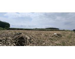 Tanah atau Lahan 1 Hektar Solusi Berani Bertani dan Beternak Lumajang Jawa Timur