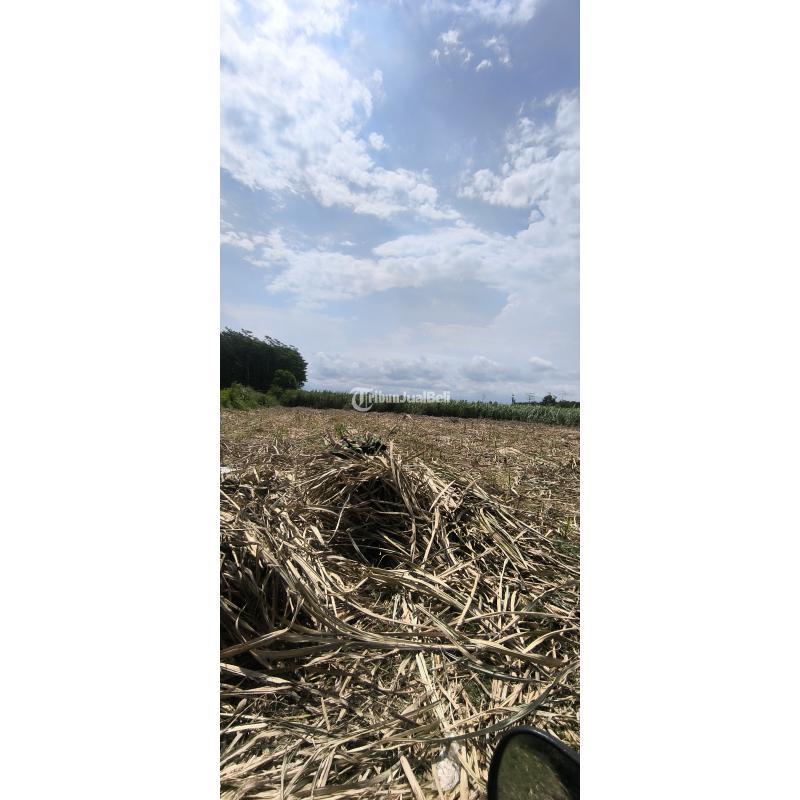 Dijual Tanah atau Lahan 1 Hektar Solusi Berani Bertani dan Beternak - Lumajang