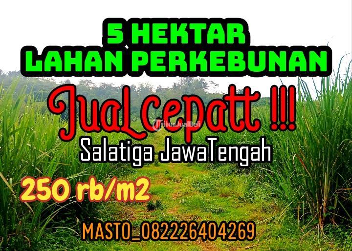 Dijual Tanah Perkebunan 5 Hektar Salatiga 250rb per m2 1 Pemilik - Salatiga