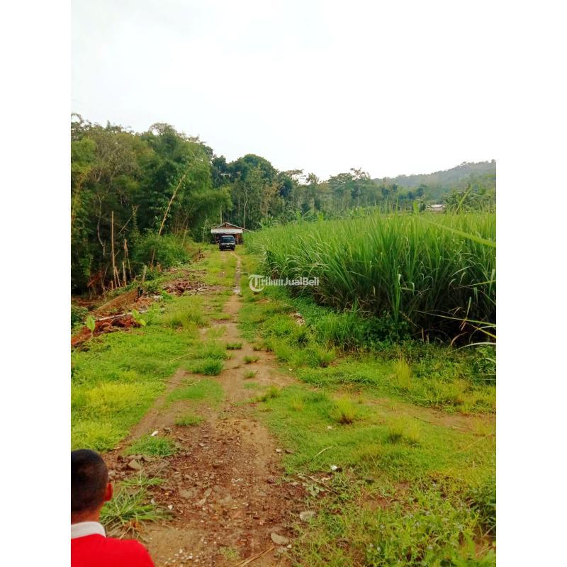 Dijual Tanah Perkebunan 5 Hektar Salatiga 250rb per m2 1 Pemilik - Salatiga