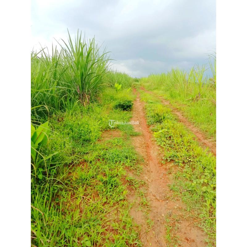 Dijual Tanah Perkebunan 5 Hektar Salatiga 250rb per m2 1 Pemilik - Salatiga