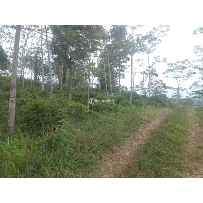 Dijual Tanah , Luas 7500m2, SHM, Kebun Teh Produktif, Cocok Untuk Investasi, Pinggir Jalan - Tasikmalaya