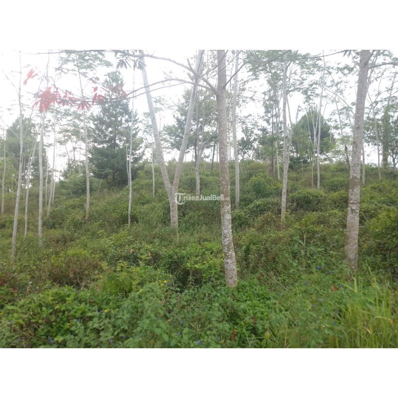 Dijual Tanah , Luas 7500m2, SHM, Kebun Teh Produktif, Cocok Untuk Investasi, Pinggir Jalan - Tasikmalaya