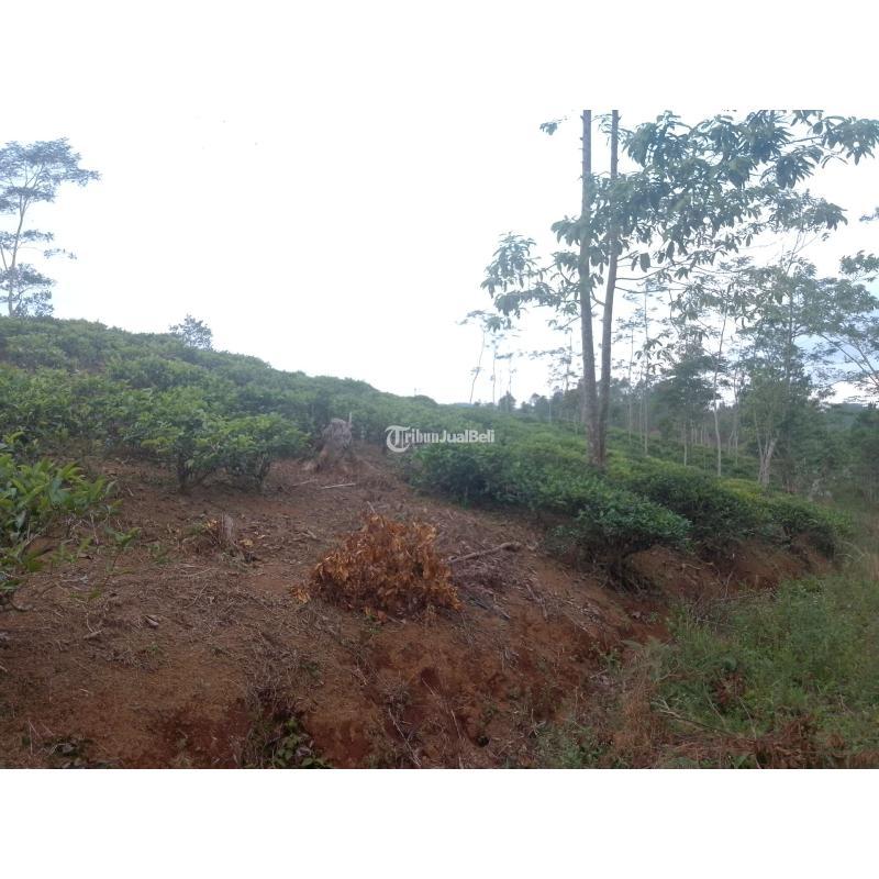Dijual Tanah , Luas 7500m2, SHM, Kebun Teh Produktif, Cocok Untuk Investasi, Pinggir Jalan - Tasikmalaya