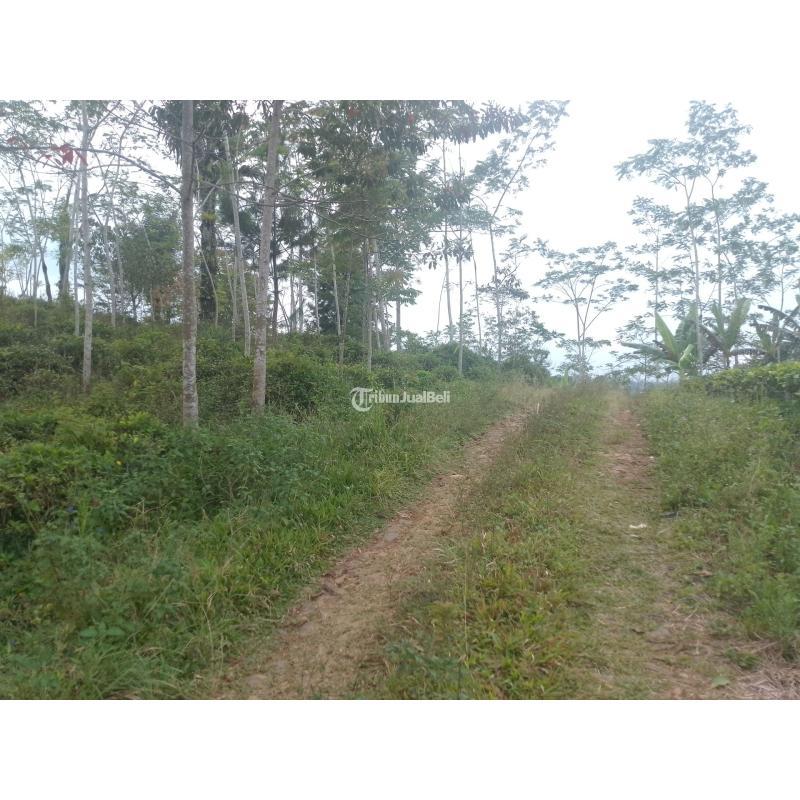 Dijual Tanah , Luas 7500m2, SHM, Kebun Teh Produktif, Cocok Untuk Investasi, Pinggir Jalan - Tasikmalaya