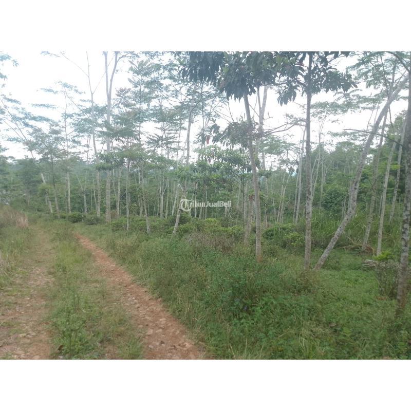 Dijual Tanah , Luas 7500m2, SHM, Kebun Teh Produktif, Cocok Untuk Investasi, Pinggir Jalan - Tasikmalaya