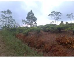 Dijual Tanah , Luas 7500m2, SHM, Kebun Teh Produktif, Cocok Untuk Investasi, Pinggir Jalan - Tasikmalaya