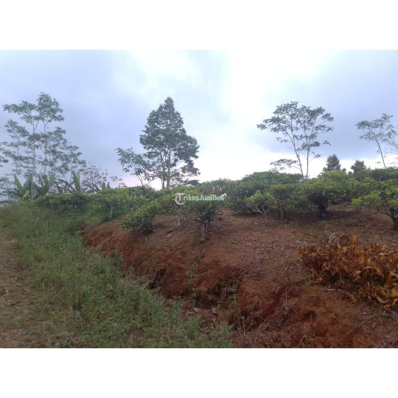 Dijual Tanah , Luas 7500m2, SHM, Kebun Teh Produktif, Cocok Untuk Investasi, Pinggir Jalan - Tasikmalaya