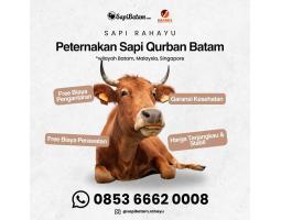 Peternakan Sapi Qurban 2026 Rahayu Sapi - Batam