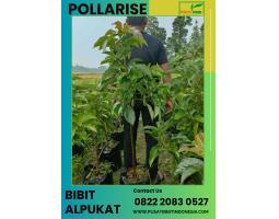 TSEL Pollarise Jenis Alpukat Markus - Kebumen
