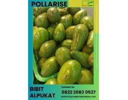  TSEL Pollarise Bibit Alpukat Tanpa Biji Unggul - Kebumen