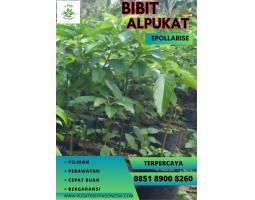 Tsel Epollarise Bibit Alpukat Miki - Kebumen 