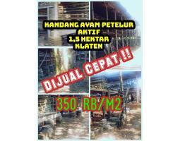 Kandang Ayam Petelur 1,5 Hektar Aktif Klaten 350rbm2 - Klaten 