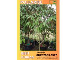 Tsel Bibit Durian Montong Asli - Indramayu