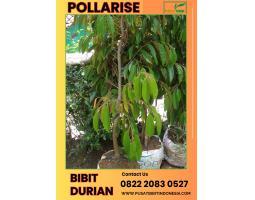 Tsel Bibit Durian Montong - Karanganyar