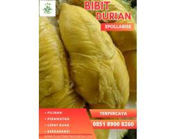 Jual  Bibit Durian Montong, Bibit Durian Bawor - Kebumen