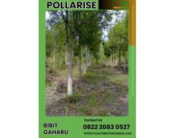 Bibit Gaharu Bersertifikat - Malang