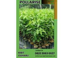 TSEL Bibit Pohon Gaharu  - Malang Kota