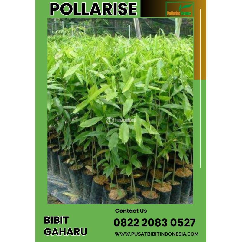 TSEL Bibit Pohon Gaharu - Malang Kota