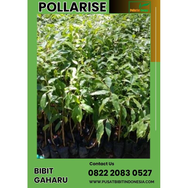 TSEL Bibit Pohon Gaharu - Malang Kota