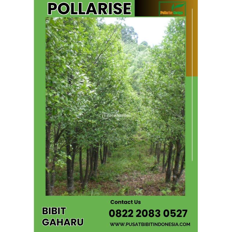 TSEL Bibit Pohon Gaharu - Malang Kota