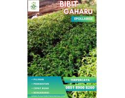 Jual Bibit Gaharu Terbaik - Lumajang