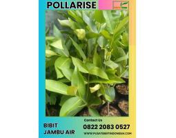 TSEL Bibit Jambu Air Citra Ungu - Klaten