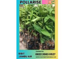 Bibit Jambu Air Deli - Madiun