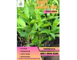 Tsel Bibit Jambu Air Berbunga - Garut 