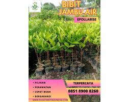 Tsel Bibit Jambu Air Cincalo Tebu - Madiun 