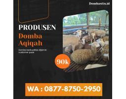 Domba Aqiqah Sehat dan Siap Potong - Nganjuk
