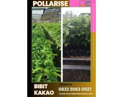 TSEL Pollarise  Jenis Bibit Kakao Pollarise - Magetan 